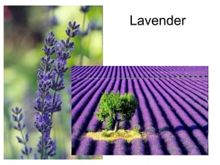 Lavender 