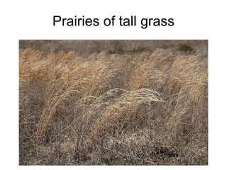 Prairies of tall grass 
