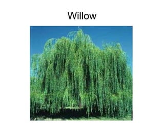 Willow 