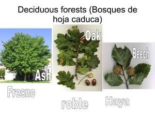 Deciduous forests (Bosques de hoja caduca) Ash Haya Oak roble Beech Fresno 