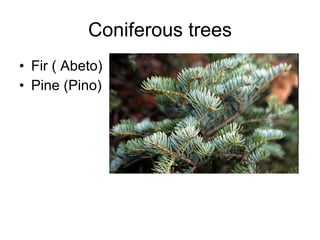 Coniferous trees Fir ( Abeto) Pine (Pino)  