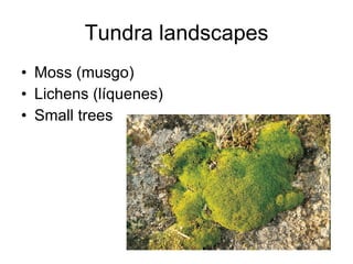 Tundra landscapes Moss (musgo) Lichens (líquenes) Small trees 