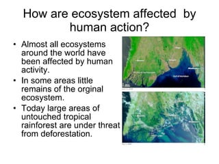 How are ecosystem affected  by human action? Almost all ecosystems around the world have been affected by human activity. In some areas little remains of the orginal ecosystem. Today large areas of untouched tropical rainforest are under threat from deforestation.  