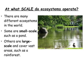 At what SCALE do ecosystems operate? There are many different ecosystems in the world. Some are  small-scale , such as a pond. Others are  large-scale  and cover vast areas, such as a rainforest. 