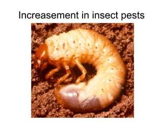 Increasement in insect pests 