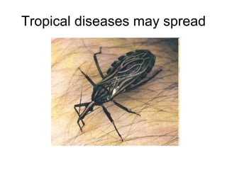 Tropical diseases may spread 