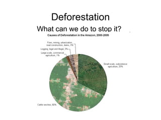 Deforestation What can we do to stop it? 