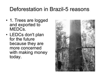 Deforestation in Brazil-5 reasons 1. Trees are logged and exported to MEDCs.  LEDCs don't plan for the future because they are more concerned with making money today. 