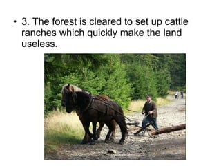 3. The forest is cleared to set up cattle ranches which quickly make the land useless. 
