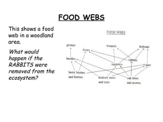 FOOD WEBS This shows a food web in a woodland area.  What would happen if the RABBITS were removed from the ecosystem? 