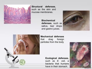 Structural defenses,
such as the skin and
mucose membranes.
Biochemical
defenses, such as
saliva, tear drops
and gastrci juices.
Mechanical defenses
that drag foreign
particles from the body
Ecological defenses,
such as E. coli, a
bacteria that humans
have in their stomach.
 