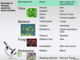 Illness Main organs and
tissues affected
Measles Skin
Hepatitis Liver
Rabies Nervous Tissue
AIDS Immune system
Tuberculosis Lungs
Cholera Intestines
Diphtheria Upper respiratory
tract
Tetanus Muscles
Athletes’ foot Skin
Candidiasis Skin and mucus
Malaria Blood
Sleeping sickness Nervous Tissue
Microorganisms
Virus
Bacteria
Fungi
Protozoans
Examples of
illnesses
caused by
these microbes
 