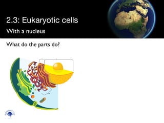 With a nucleus
Scien
cebitz.
com
What do the parts do?
2.3: Eukaryotic cells
 