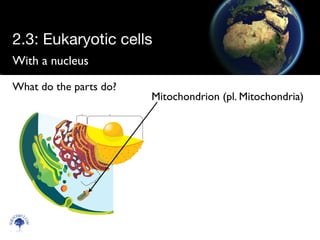 With a nucleus
Scien
cebitz.
com
What do the parts do?
Mitochondrion (pl. Mitochondria)
2.3: Eukaryotic cells
 