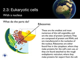 With a nucleus
Scien
cebitz.
com
What do the parts do?
Ribosomes
These are the smallest and most
numerous of the cell organelles, and
are the sites of protein synthesis.They
are composed of protein and RNA, and
are manufactured in the nucleolus of
the nucleus. Ribosomes are either
found free in the cytoplasm, where they
make proteins for the cell's own use, or
they are found attached to the rough
endoplasmic reticulum, where they
make proteins for export from the cell.
2.3: Eukaryotic cells
 