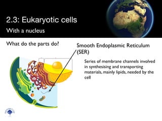 With a nucleus
Scien
cebitz.
com
What do the parts do? Smooth Endoplasmic Reticulum
(SER)
Series of membrane channels involved
in synthesising and transporting
materials, mainly lipids, needed by the
cell
2.3: Eukaryotic cells
 