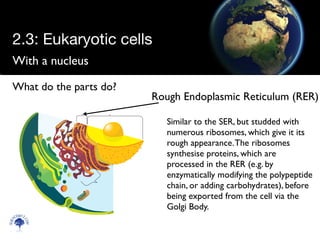 With a nucleus
Scien
cebitz.
com
What do the parts do?
Rough Endoplasmic Reticulum (RER)
Similar to the SER, but studded with
numerous ribosomes, which give it its
rough appearance.The ribosomes
synthesise proteins, which are
processed in the RER (e.g. by
enzymatically modifying the polypeptide
chain, or adding carbohydrates), before
being exported from the cell via the
Golgi Body.
2.3: Eukaryotic cells
 