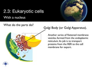 With a nucleus
Scien
cebitz.
com
What do the parts do?
Golgi Body (or Golgi Apparatus).
Another series of ﬂattened membrane
vesicles, formed from the endoplasmic
reticulum. Its job is to transport
proteins from the RER to the cell
membrane for export.
2.3: Eukaryotic cells
 
