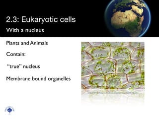 With a nucleus
2.3: Eukaryotic cells
Scien
cebitz.
com
Plants and Animals
Contain:	

“true” nucleus	

Membrane bound organelles	

! http://www.ﬂickr.com/photos/ethanhein/3004518176/
 