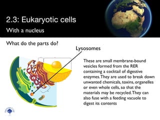 With a nucleus
Scien
cebitz.
com
What do the parts do?
Lysosomes
These are small membrane-bound
vesicles formed from the RER
containing a cocktail of digestive
enzymes.They are used to break down
unwanted chemicals, toxins, organelles
or even whole cells, so that the
materials may be recycled.They can
also fuse with a feeding vacuole to
digest its contents
2.3: Eukaryotic cells
 