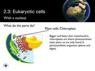 With a nucleus
Scien
cebitz.
com
What do the parts do?
Plant cells: Chloroplast
Bigger and fatter than mitochondria,
chloroplasts are where photosynthesis
takes place, so are only found in
photosynthetic organisms (plants and
algae).
2.3: Eukaryotic cells
 