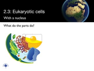 With a nucleus
Scien
cebitz.
com
What do the parts do?
2.3: Eukaryotic cells
 