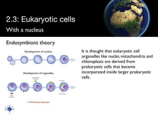 With a nucleus
Scien
cebitz.
com
Endosymbiont theory
It is thought that eukaryotic cell
organelles like nuclei, mitochondria and
chloroplasts are derived from
prokaryotic cells that became
incorporated inside larger prokaryotic
cells.
Development of nucleus
Development of organelles
© 2010 Nature Education
2.3: Eukaryotic cells
 
