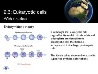 With a nucleus
Scien
cebitz.
com
Endosymbiont theory
It is thought that eukaryotic cell
organelles like nuclei, mitochondria and
chloroplasts are derived from
prokaryotic cells that became
incorporated inside larger prokaryotic
cells.
This idea is called endosymbiosis, and is
supported by these observations:
Development of nucleus
Development of organelles
© 2010 Nature Education
2.3: Eukaryotic cells
 