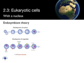 With a nucleus
Scien
cebitz.
com
Endosymbiont theory
Development of nucleus
Development of organelles
© 2010 Nature Education
2.3: Eukaryotic cells
 