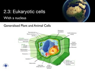 With a nucleus
Scien
cebitz.
com
Generalised Plant and Animal Cells
2.3: Eukaryotic cells
 