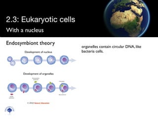 With a nucleus
Scien
cebitz.
com
Endosymbiont theory
organelles contain circular DNA, like
bacteria cells.Development of nucleus
Development of organelles
© 2010 Nature Education
2.3: Eukaryotic cells
 
