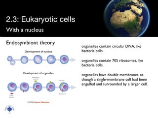 With a nucleus
Scien
cebitz.
com
Endosymbiont theory
organelles contain circular DNA, like
bacteria cells.
organelles contain 70S ribosomes, like
bacteria cells.
organelles have double membranes, as
though a single-membrane cell had been
engulfed and surrounded by a larger cell.
Development of nucleus
Development of organelles
© 2010 Nature Education
2.3: Eukaryotic cells
 