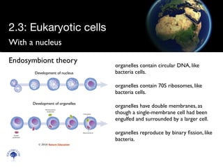With a nucleus
Scien
cebitz.
com
Endosymbiont theory
organelles contain circular DNA, like
bacteria cells.
organelles contain 70S ribosomes, like
bacteria cells.
organelles have double membranes, as
though a single-membrane cell had been
engulfed and surrounded by a larger cell.
organelles reproduce by binary ﬁssion, like
bacteria.
Development of nucleus
Development of organelles
© 2010 Nature Education
2.3: Eukaryotic cells
 