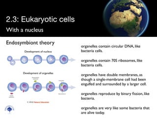 With a nucleus
Scien
cebitz.
com
Endosymbiont theory
organelles contain circular DNA, like
bacteria cells.
organelles contain 70S ribosomes, like
bacteria cells.
organelles have double membranes, as
though a single-membrane cell had been
engulfed and surrounded by a larger cell.
organelles reproduce by binary ﬁssion, like
bacteria.
organelles are very like some bacteria that
are alive today.
Development of nucleus
Development of organelles
© 2010 Nature Education
2.3: Eukaryotic cells
 