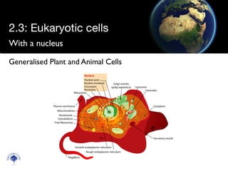 With a nucleus
Scien
cebitz.
com
Generalised Plant and Animal Cells
2.3: Eukaryotic cells
 
