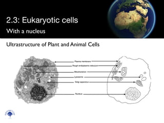 With a nucleus
Scien
cebitz.
com
Ultrastructure of Plant and Animal Cells
2.3: Eukaryotic cells
 