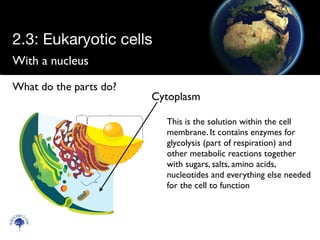 With a nucleus
Scien
cebitz.
com
What do the parts do?
Cytoplasm
This is the solution within the cell
membrane. It contains enzymes for
glycolysis (part of respiration) and
other metabolic reactions together
with sugars, salts, amino acids,
nucleotides and everything else needed
for the cell to function
2.3: Eukaryotic cells
 