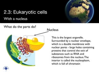 With a nucleus
Scien
cebitz.
com
What do the parts do?
Nucleus
This is the largest organelle.
Surrounded by a nuclear envelope,
which is a double membrane with
nuclear pores - large holes containing
proteins that control the exit of
substances such as RNA and
ribosomes from the nucleus.The
interior is called the nucleoplasm,
which is full of chromatin
2.3: Eukaryotic cells
 