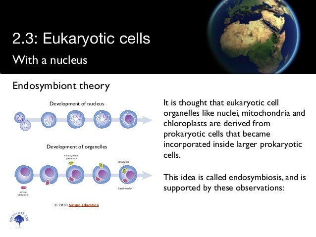 topic 2 3 eukaryotes