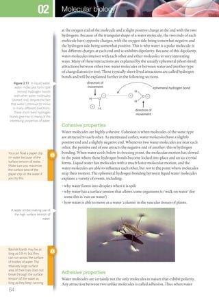 at the oxygen end of the molecule and a slight positive charge at the end with the two
hydrogens. Because of the triangular shape of a water molecule, the two ends of each
molecule have opposite charges, with the oxygen side being somewhat negative and
the hydrogen side being somewhat positive. This is why water is a polar molecule: it
has different charges at each end and so exhibits dipolarity. Because of this dipolarity,
water molecules interact with each other and other molecules in very interesting
ways. Many of these interactions are explained by the usually ephemeral (short-lived)
attractions between either two water molecules or between water and another type
of charged atom (or ion). These typically short-lived attractions are called hydrogen
bonds and will be explained further in the following sections.
H
H
ϩ
O
O
H
H
direction of
movement
ephemeral hydrogen bond
Ϫ Ϫϩ
direction of
movement
Cohesive properties
Water molecules are highly cohesive. Cohesion is when molecules of the same type
are attracted to each other. As mentioned earlier, water molecules have a slightly
positive end and a slightly negative end. Whenever two water molecules are near each
other, the positive end of one attracts the negative end of another; this is hydrogen
bonding. When water cools below its freezing point, the molecular motion has slowed
to the point where these hydrogen bonds become locked into place and an ice crystal
forms. Liquid water has molecules with a much faster molecular motion, and the
water molecules are able to influence each other, but not to the point where molecules
stop their motion. The ephemeral hydrogen bonding between liquid water molecules
explains a variety of events, including:
• why water forms into droplets when it is spilt
• why water has a surface tension that allows some organisms to ‘walk on water’ (for
some this is ‘run on water’)
• how water is able to move as a water ‘column’ in the vascular tissues of plants.
Adhesive properties
Water molecules are certainly not the only molecules in nature that exhibit polarity.
Any attraction between two unlike molecules is called adhesion. Thus when water
You can ﬂoat a paper clip
on water because of the
surface tension of water.
Make sure you maximize
the surface area of the
paper clip on the water if
you try this.
Basilisk lizards may be as
long as 0.8 m, but they
can run across the surface
of bodies of water. The
relatively large surface
area of their toes does not
break through the surface
tension of the water as
long as they keep running.
A water strider making use of
the high surface tension of
water.
Figure 2.11 In liquid water,
water molecules form ‘split
second’ hydrogen bonds
with other water molecules
(dotted line), despite the fact
that water continues to move
in many different directions.
These short-lived hydrogen
bonds give rise to many of the
interesting properties of water.
64
Molecular biology02
M02_BIO_SB_IBDIP_9045_U02.indd 64 26/09/2014 12:04
 