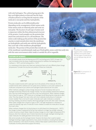with only hydrogens. The carboxyl group gives the
fatty acid slight polarity at that end, but the chain
of hydrocarbons is so long that the majority of the
molecule is non-polar and thus hydrophobic.
Protein molecules can be differentially polar
depending on the arrangement of their amino acids.
Some amino acids are relatively polar and some are
non-polar. The location of each type of amino acid
is important within the three-dimensional structure
of the protein. Good examples are the proteins that
attach into and extend out of a cell membrane. The
amino acids making up the portion of the protein that
attaches to (and extends down into) the membrane
are hydrophobic and easily mix with the hydrophobic
fatty acid ‘tails’ of the membrane phospholipid
molecules. The portion of the protein that extends out
of the membrane is predominately made up of hydrophilic amino acids that easily mix
with the water environment either inside or outside the cell or organelle.
This photo shows what
happens when a hydrophobic
substance encounters water.
The two types of molecules do
not mix because they are not
soluble.
NATURE OF SCIENCE
You probably already know the freezing point (0°C) and boiling point (100°C) of water. You
may not already know the phase change temperatures for methane: the freezing point of
methane is −183°C and the boiling point is −162°C.
It is interesting to think about why these two substances have such very different phase change
temperatures. Consider the structure and polarity of these two molecules.
O
polar
covalent
bonds
non-polar
covalent
bonds
water H2O methane CH4
H+ H +
–
HCH
H
H
The polar covalent bonds within water give rise to the polarity of the molecule. All of the
covalent bonds within methane are non-polar and so methane is a non-polar substance. All
molecules composed of just carbons and hydrogens (hydrocarbons) are non-polar.
When methane undergoes a phase change, because of its lack of polarity, there are no
hydrogen bonds that inﬂuence the change of phase. You have probably realized that methane
has a very low (cold) freezing point and also a very low boiling point. When methane changes
from a liquid to a gas at −162°C there are no hydrogen bonds attracting the molecules to each
other. Thus they ‘escape’ from each other with only a relatively small amount of molecular
motion needed. That is not true for water molecules: each water molecule is constantly
forming, breaking, and almost instantly reforming hydrogen bonds with other water molecules.
When water changes from a liquid to a gas at 100°C, the high temperature is necessary to
create the relatively high rate of molecular motion needed to enable the molecules to ‘escape’
from each other.
When methane changes from its liquid phase to its solid phase (at its freezing point, −183°C),
the change in phase is explained by the fact that methane no longer has enough molecular
motion to exist as a liquid. Water makes this phase change at a much higher temperature (0°C)
because, when the molecular rate of motion becomes low enough, hydrogen bonding locks
water molecules into stable geometric forms known as ice crystals.
We cannot actually see the hydrogen bonds. However, the theory that is used to explain
hydrogen bonding is largely supported by many pieces of evidence, including those described
above. Sometimes, in the nature of science, a theory helps explain a phenomenon and then
multitudes of similar phenomena support the theory.
Figure 2.12 A comparison of
water and methane.
67
M02_BIO_SB_IBDIP_9045_U02.indd 67 26/09/2014 12:04
 