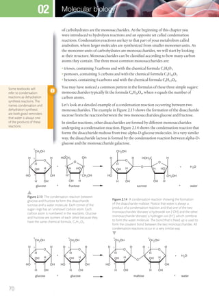 1
2
25
3
4
5
6
6
O
H
HO
H
OH
OH
+
+ +
CH2OH
CH2OH
HOCH2
OHH
H
3
H
HOH
4
OH
glucose fructose sucrose water
H
OH
O O
O + H2O
H
H HO
H H
CH2OH
CH2OH
HOH2C
OHH
H
H
HOH
OH
H
OH
O
of carbohydrates are the monosaccharides. At the beginning of this chapter you
were introduced to hydrolysis reactions and an opposite set called condensation
reactions. Condensation reactions are key to that part of your metabolism called
anabolism, where larger molecules are synthesized from smaller monomer units. As
the monomer units of carbohydrates are monosaccharides, we will start by looking
at their structure. Monosaccharides can be classified according to how many carbon
atoms they contain. The three most common monosaccharides are:
• trioses, containing 3 carbons and with the chemical formula C3H6O3
• pentoses, containing 5 carbons and with the chemical formula C5H10O5
• hexoses, containing 6 carbons and with the chemical formula C6H12O6.
You may have noticed a common pattern in the formulas of these three simple sugars:
monosaccharides typically fit the formula CnH2nOn, where n equals the number of
carbon atoms.
Let’s look at a detailed example of a condensation reaction occurring between two
monosaccharides. The example in Figure 2.13 shows the formation of the disaccharide
sucrose from the reaction between the two monosaccharides glucose and fructose.
In similar reactions, other disaccharides are formed by different monosaccharides
undergoing a condensation reaction. Figure 2.14 shows the condensation reaction that
forms the disaccharide maltose from two alpha-D-glucose molecules. In a very similar
way, the disaccharide lactose is formed by the condensation reaction between alpha-D-
glucose and the monosaccharide galactose.
Some textbooks will
refer to condensation
reactions as dehydration
synthesis reactions. The
names condensation and
dehydration synthesis
are both good reminders
that water is always one
of the products of these
reactions.
Figure 2.13 The condensation reaction between
glucose and fructose to form the disaccharide
sucrose and a water molecule. Each corner of the
sugar rings has an ‘unshown’ carbon atom. Each
carbon atom is numbered in the reactants. Glucose
and fructose are isomers of each other because they
have the same chemical formula, C6H12O6.
Figure 2.14 A condensation reaction showing the formation
of the disaccharide maltose. Notice that water is always a
product of a condensation reaction and that one of the two
monosaccharides ‘donates’ a hydroxide ion (–
OH) and the other
monosaccharide ‘donates’ a hydrogen ion (H+
), which combine
to form the water molecule. The bond that is freed up is used to
form the covalent bond between the two monosaccharides. All
condensation reactions occur in a very similar way.
1
23
4
5
6
O
H
HO
H
OH
+
CH2OH
OHH
H
H
OH
1
23
4
5
6
O
H
HO
H
OH
CH2OH
OHH
H
H
OH
1
23
4
5
6
O
O
H
HO
H
CH2OH
OHH
H
H
OH
1
23
4
5
6
O
H H
OH
CH2OH
OHH
H
H
OH
+ H2O
+ +glucose glucose maltose water
70
Molecular biology02
M02_BIO_SB_IBDIP_9045_U02.indd 70 26/09/2014 12:04
 