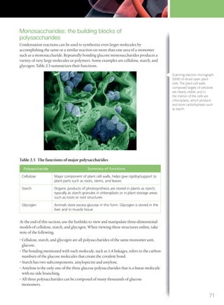 Monosaccharides: the building blocks of
polysaccharides
Condensation reactions can be used to synthesize even larger molecules by
accomplishing the same or a similar reaction on more than one area of a monomer
such as a monosaccharide. Repeatedly bonding glucose monosaccharides produces a
variety of very large molecules or polymers. Some examples are cellulose, starch, and
glycogen; Table 2.5 summarizes their functions.
Table 2.5 The functions of major polysaccharides
Polysaccharide Summary of functions
Cellulose Major component of plant cell walls, helps give rigidity/support to
plant parts such as roots, stems, and leaves
Starch Organic products of photosynthesis are stored in plants as starch,
typically as starch granules in chloroplasts or in plant storage areas
such as roots or root structures
Glycogen Animals store excess glucose in this form. Glycogen is stored in the
liver and in muscle tissue
At the end of this section, use the hotlinks to view and manipulate three-dimensional
models of cellulose, starch, and glycogen. When viewing these structures online, take
note of the following.
• Cellulose, starch, and glycogen are all polysaccharides of the same monomer unit,
glucose.
• The bonding mentioned with each molecule, such as 1,4 linkages, refers to the carbon
numbers of the glucose molecules that create the covalent bond.
• Starch has two subcomponents, amylopectin and amylose.
• Amylose is the only one of the three glucose polysaccharides that is a linear molecule
with no side branching.
• All three polysaccharides can be composed of many thousands of glucose
monomers.
Scanning electron micrograph
(SEM) of sliced open plant
cells. The plant cell walls
composed largely of cellulose
are clearly visible, and in
the interior of the cells are
chloroplasts, which produce
and store carbohydrates such
as starch.
71
M02_BIO_SB_IBDIP_9045_U02.indd 71 26/09/2014 12:04
 