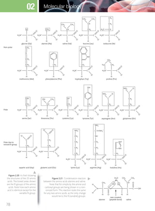 CH3CH3
C
O
O–
H3N+
C
H
H
glycine (Gly)
Non-polar
Polar
Polar due to
ionized R-group
C
O
O–
H3N+
C
CH2
OH
H
serine (Ser)
C
O
O–
H3N+
C
CH2
SH
H
cysteine (Cys)
C
O
O–
H3N+ C
CH2
CH2
CH3
S
H
methionine (Met)
C
O
O–
H3N+ C
CH2
H
phenylalanine (Phe)
C
O
O–
H3N+
C
CH3
H
alanine (Ala)
C
O
O–
H3N+
C
CH
H
valine (Val)
CH3OH
C
O
O–
H3N+ C
CH
H
threonine (Thr)
C
O
O
O–
–
O
H3N+ C
CH2
C
H
aspartic acid (Asp)
C
O
O
O–
O–
H3N+ C
CH2
CH2
C
H
glutamic acid (Glu)
C
O
O–
H3N+ C
CH2
CH2
CH2
CH2
NH3
+
H
lysine (Lys)
C
O O
O–
H3N+ C
NH2
+
CH2
CH2
CH2
NH
C
NH2
H
arginine (Arg)
CH3CH3
C
O
O–
H3N+
C
CH2
CH
H
leucine (Leu)
ONH2
C
O
O–
H3N+ C
CH2
C
H
asparagine (Asn)
ONH2
C
O
O–
H3N+ C
CH3
CH2
C
H
glutamine (Gln)
CH3
C
O
O–
H3N+
H3C
C
CH
CH2
H
isoleucine (Ile)
C
O
O–
H3N+ C
CH2
OH
H
tyrosine (Tyr)
C
O
O–
H3N+ C
CH2
H
tryptophan (Trp)
C
O
O–
H2N+ C
CH2
CH2
H2C
H
proline (Pro)
NH
C
O–
H3N+
C
CH2
H
histidine (His)
NH+
NH
CC C C OH
alanine valine
new covalent
(peptide bond)
N
CH3
CH3CH3H2O
CH O
OH HH
H
H
N
H HO
Figure 2.20 A chart showing
the structures of the 20 amino
acids. The boxed areas shown
are the R-groups of the amino
acids. Note how each amino
acid is identical except for the
variable R-group.
Figure 2.21 Condensation reaction
between the amino acids alanine and valine.
Note that for simplicity the amine and
carboxyl groups are being shown in a non-
ionized form. This reaction looks the same
for any two amino acids, as the only change
would be to the R (variable) groups.
78
Molecular biology02
M02_BIO_SB_IBDIP_9045_U02.indd 78 26/09/2014 12:04
 