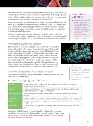 Each of the 20 amino acids differs from the others in one bonding location around the
central carbon atom; that difference in structure is called the R or variable group of the
amino acid (Figure 2.20). You do not need to memorize the R-groups but you do need
to memorize the general structure that applies to all amino acids.
When amino acids are in an aqueous solution, such as cytoplasm or blood plasma, the
amine and carboxyl functional groups ionize, as shown in Figure 2.20. This ionization
does not alter the covalent bonding pattern but it does make the functional groups
look a little different as each carboxyl group has ‘lost’ a hydrogen ion and each amine
group has gained a hydrogen ion.
When polypeptides are synthesized at ribosomes under the control of genes, the
reaction that is occurring is a condensation reaction. The sequence of the amino acids is
determined precisely by the DNA, but the condensation reactions are virtually identical.
Polypeptides are highly variable
The condensation reactions described above do not occur between any two
amino acids randomly. The order of the amino acids is always determined
by triplets of nucleotides along nucleic acid molecules (DNA and RNA), and
is directed by a ribosome. As there are 20 amino acids, there is a large choice
for the sequence of the amino acids as well as the total number of amino
acids to use within a polypeptide. Each polypeptide that has been selected
for a specific purpose has not only its own amino acid sequence, but also
its own three-dimensional shape; that shape has a dominant influence on
the function of the polypeptide. Even a change in a single amino acid in the
overall sequence of a polypeptide can have drastic effects on its function.
Levels of polypeptide and protein structure
Proteins serve a tremendous variety of functions in cells and organisms; Table 2.8
shows you just a few examples.
Table 2.8 Some examples of proteins and their functions
Rubisco The short-hand name for the enzyme that catalyses the ﬁrst reaction of the carbon-
ﬁxing reactions of photosynthesis
Insulin A protein hormone produced by the pancreas that results in a decrease of blood sugar
levels and an increase of sugar inside body cells
Immunoglobulin Another name for an antibody that recognizes an antigen(s) as part of the immune
response
Rhodopsin A pigment found in the retina of the eye that is particularly useful in low light conditions
Collagen The main protein component of connective tissue, which is abundant in skin, tendons,
and ligaments
Spider silk A ﬁbrous protein spun by spiders for making webs, drop lines, nest building, and other
uses
Given the myriad of functions of proteins, they have to be capable of assuming
many forms and structures. The function of any particular protein is closely related
to its structure. There are four levels of organization to protein structure: primary,
secondary, tertiary, and quaternary.
CHALLENGE
YOURSELF
7 Use the amino acid structures
in Figure 2.20 and draw
the following short peptide
consisting of ﬁve amino acids.
The n-terminal end begins
with an amine group and the
c-terminal end ﬁnishes with a
carboxyl group.
n-terminal end [ Valine –
Glycine – Serine – Threonine
– Alanine] c-terminal end
Computer graphic
representation of the structure
of bradykinin, a polypeptide that
is active in human metabolism.
Despite the apparent
complexity, this is a relatively
short peptide consisting of only
nine amino acids.
79
M02_BIO_SB_IBDIP_9045_U02.indd 79 26/09/2014 12:04
 