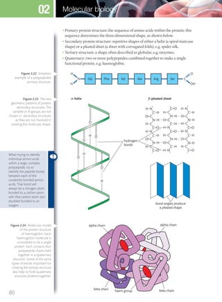 • Primary protein structure: the sequence of amino acids within the protein; this
sequence determines the three-dimensional shape, as shown below.
• Secondary protein structure: repetitive shapes of either a helix (a spiral staircase
shape) or a pleated sheet (a sheet with corrugated folds), e.g. spider silk.
• Tertiary structure: a shape often described as globular, e.g. enzymes.
• Quaternary: two or more polypeptides combined together to make a single
functional protein, e.g. haemoglobin.
Gly Phe Val Ala Arg Ser C
O
OH
N
H
H
H
H N
O
H
O
H
O
H
O
α-helix
hydrogen
bonds
H
O
β-pleated sheet
C H
C H
C H
bond angles produce
a pleated shape
C H
C H
C H
O C
H C
H N
H N
H N
N H
N H
N H
N H
N H
N H
H N
H N
O C
H C H C
H C
H C
H C
O C
O C
O C
O C
C O
C O
C O
C O
C O
C O
alpha chainalpha chain
beta chain beta chainhaem group
When trying to identify
individual amino acids
within a large, complex
polypeptide, try to
identify the peptide bonds
between each of the
covalently bonded amino
acids. That bond will
always be a nitrogen atom
bonded to a carbon atom,
with that carbon atom also
doubled bonded to an
oxygen.
Figure 2.22 Simplistic
example of a polypeptide’s
primary structure.
Figure 2.23 The two
geometric patterns of protein
secondary structures. The
variable or R-groups are not
shown in secondary structures
as they are not involved in
creating the molecular shape.
Figure 2.24 Molecular model
of the protein structure
of haemoglobin. Each
haemoglobin molecule is
considered to be a single
protein. Each contains four
polypeptide chains held
together in a quaternary
structure. Some of the same
types of bonds important for
creating the tertiary structure
also help to hold quaternary
structure proteins together.
80
Molecular biology02
M02_BIO_SB_IBDIP_9045_U02.indd 80 26/09/2014 12:04
 