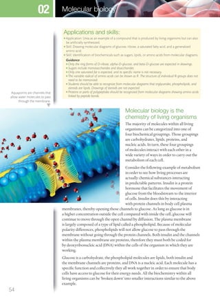 Applications and skills:
● Application: Urea as an example of a compound that is produced by living organisms but can also
be artiﬁcially synthesized.
● Skill: Drawing molecular diagrams of glucose, ribose, a saturated fatty acid, and a generalized
amino acid.
● Skill: Identiﬁcation of biochemicals such as sugars, lipids, or amino acids from molecular diagrams.
Guidance
● Only the ring forms of D-ribose, alpha-D-glucose, and beta-D-glucose are expected in drawings.
● Sugars include monosaccharides and disaccharides.
● Only one saturated fat is expected, and its speciﬁc name is not necessary.
● The variable radical of amino acids can be shown as R. The structure of individual R-groups does not
need to be memorized.
● Students should be able to recognize from molecular diagrams that triglycerides, phospholipids, and
steroids are lipids. Drawings of steroids are not expected.
● Proteins or parts of polypeptides should be recognized from molecular diagrams showing amino acids
linked by peptide bonds.
Molecular biology is the
chemistry of living organisms
The majority of molecules within all living
organisms can be categorized into one of
four biochemical groupings. Those groupings
are carbohydrates, lipids, proteins, and
nucleic acids. In turn, these four groupings
of molecules interact with each other in a
wide variety of ways in order to carry out the
metabolism of each cell.
Consider the following example of metabolism
in order to see how living processes are
actually chemical substances interacting
in predictable patterns. Insulin is a protein
hormone that facilitates the movement of
glucose from the bloodstream to the interior
of cells. Insulin does this by interacting
with protein channels in body cell plasma
membranes, thereby opening those channels to glucose. As long as glucose is in
a higher concentration outside the cell compared with inside the cell, glucose will
continue to move through the open channel by diffusion. The plasma membrane
is largely composed of a type of lipid called a phospholipid. Because of molecular
polarity differences, phospholipids will not allow glucose to pass through the
membrane without going through the protein channels. Both insulin and the channels
within the plasma membrane are proteins, therefore they must both be coded for
by deoxyribonucleic acid (DNA) within the cells of the organism in which they are
working.
Glucose is a carbohydrate, the phospholipid molecules are lipids, both insulin and
the membrane channels are proteins, and DNA is a nucleic acid. Each molecule has a
specific function and collectively they all work together in order to ensure that body
cells have access to glucose for their energy needs. All the biochemistry within all
living organisms can be ‘broken down’ into smaller interactions similar to the above
example.
Aquaporins are channels that
allow water molecules to pass
through the membrane.
54
Molecular biology02
M02_BIO_SB_IBDIP_9045_U02.indd 54 26/09/2014 12:03
 