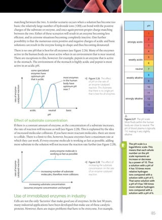 matching between the two. A similar scenario occurs when a solution has become too
basic: the relatively large number of hydroxide ions (–
OH) can bond with the positive
charges of the substrate or enzyme, and once again prevent proper charge matching
between the two. Either of these scenarios will result in an enzyme becoming less
efficient, and in extreme situations becoming completely inactive. One further
possibility is that the numerous extra positive and negative charges of acidic and basic
solutions can result in the enzyme losing its shape and thus becoming denatured.
There is no one pH that is best for all enzymes (see Figure 2.26). Many of the enzymes
active in the human body are most active when in an environment that is near neutral.
There are exceptions to this, however; for example, pepsin is an enzyme that is active
in the stomach. The environment of the stomach is highly acidic and pepsin is most
active in an acidic pH.
acidic neutral basic
pH
some specialized
enzymes have
optimum pH
that is acidic
most enzymes
in the human
body have
optimum pH
near 7
rateofenzyme-
catalysedreaction
increasing substrate concentration
(assumes enzyme concentration unchanged)
every enzyme molecule is
working as fast as possible
increasing number of substrate
molecules, therefore more collisions
rateofenzyme-
catalysedreaction
Figure 2.26 The effect
of pH on the rate of
an enzyme-catalysed
reaction. This illustrates
that there is no single pH
that is best for all enzymes.
Figure 2.28 The effect of
increasing the substrate
concentration on the rate
of an enzyme-catalysed
reaction.
Effect of substrate concentration
If there is a constant amount of enzyme, as the concentration of a substrate increases,
the rate of reaction will increase as well (see Figure 2.28). This is explained by the idea
of increased molecular collisions. If you have more reactant molecules, there are more
to collide. There is a limit to this, however, because enzymes have a maximum rate at
which they can work. If every enzyme molecule is working as fast as possible, adding
more substrate to the solution will not increase the reaction rate further (see Figure 2.28).
Use of immobilized enzymes in industry
Cells are not the only ‘factories’ that make good use of enzymes. In the last 50 years,
many industrial applications have been developed that make use of these catalytic
proteins. However, there are major problems that have to be overcome. For example,
strongly acidic
pH
1
2
3
4
5
6
7
8
9
10
11
12
13
14
weakly acidic
strongly alkaline
neutral
weakly alkaline
Figure 2.27 The pH scale.
Most ﬂuids within the human
body are close to neutral. The
pH of blood plasma is typically
7.4, making it very slightly
alkaline.
The pH scale is a
logarithmic scale. This
means that each whole
number on the pH
scale represents an
increase or decrease
by a power of 10. Thus
a solution with a pH of
4 has 10 times more
relative hydrogen
ions compared with a
solution with a pH of 5.
That same solution with
a pH of 4 has 100 times
more relative hydrogen
ions compared with a
solution with a pH of 6.
85
M02_BIO_SB_IBDIP_9045_U02.indd 85 26/09/2014 12:05
 