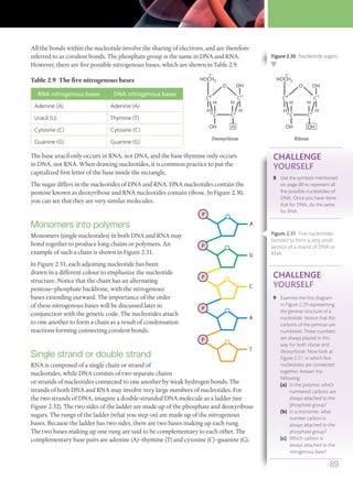 O
C1′
H
HH
OH H
Deoxyribose
H
C4′
C2′3′
C
HOCH2
5′
O
C1′
H
HH
OH OH
Ribose
H
C4′
C2′3′
C
HOCH2
5′
OH OH
C
T
P
A
P
P
A
P
G
P
All the bonds within the nucleotide involve the sharing of electrons, and are therefore
referred to as covalent bonds. The phosphate group is the same in DNA and RNA.
However, there are five possible nitrogenous bases, which are shown in Table 2.9.
Table 2.9 The five nitrogenous bases
RNA nitrogenous bases DNA nitrogenous bases
Adenine (A) Adenine (A)
Uracil (U) Thymine (T)
Cytosine (C) Cytosine (C)
Guanine (G) Guanine (G)
The base uracil only occurs in RNA, not DNA, and the base thymine only occurs
in DNA, not RNA. When drawing nucleotides, it is common practice to put the
capitalized first letter of the base inside the rectangle.
The sugar differs in the nucleotides of DNA and RNA. DNA nucleotides contain the
pentose known as deoxyribose and RNA nucleotides contain ribose. In Figure 2.30,
you can see that they are very similar molecules.
Monomers into polymers
Monomers (single nucleotides) in both DNA and RNA may
bond together to produce long chains or polymers. An
example of such a chain is shown in Figure 2.31.
In Figure 2.31, each adjoining nucleotide has been
drawn in a different colour to emphasize the nucleotide
structure. Notice that the chain has an alternating
pentose–phosphate backbone, with the nitrogenous
bases extending outward. The importance of the order
of these nitrogenous bases will be discussed later in
conjunction with the genetic code. The nucleotides attach
to one another to form a chain as a result of condensation
reactions forming connecting covalent bonds.
Single strand or double strand
RNA is composed of a single chain or strand of
nucleotides, while DNA consists of two separate chains
or strands of nucleotides connected to one another by weak hydrogen bonds. The
strands of both DNA and RNA may involve very large numbers of nucleotides. For
the two strands of DNA, imagine a double-stranded DNA molecule as a ladder (see
Figure 2.32). The two sides of the ladder are made up of the phosphate and deoxyribose
sugars. The rungs of the ladder (what you step on) are made up of the nitrogenous
bases. Because the ladder has two sides, there are two bases making up each rung.
The two bases making up one rung are said to be complementary to each other. The
complementary base pairs are adenine (A)–thymine (T) and cytosine (C)–guanine (G).
CHALLENGE
YOURSELF
8 Use the symbols mentioned
on page 88 to represent all
the possible nucleotides of
DNA. Once you have done
that for DNA, do the same
for RNA.
CHALLENGE
YOURSELF
9 Examine the ﬁrst diagram
in Figure 2.29 representing
the general structure of a
nucleotide. Notice that the
carbons of the pentose are
numbered. These numbers
are always placed in this
way for both ribose and
deoxyribose. Now look at
Figure 2.31, in which ﬁve
nucleotides are connected
together. Answer the
following.
(a) In the polymer, which
numbered carbons are
always attached to the
phosphate group?
(b) In a monomer, what
number carbon is
always attached to the
phosphate group?
(c) Which carbon is
always attached to the
nitrogenous base?
Figure 2.30 Nucleotide sugars.
Figure 2.31 Five nucleotides
bonded to form a very small
section of a strand of DNA or
RNA.
89
M02_BIO_SB_IBDIP_9045_U02.indd 89 26/09/2014 12:05
 