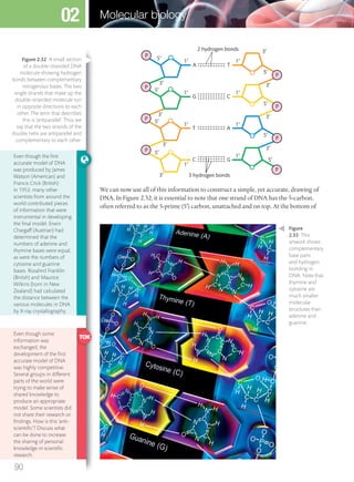 C
T
A
2 hydrogen bonds
P
P
P
G
G
A
T
C
P
P
P
P
P
3 hydrogen bonds
5′
5′
5′
3′
3′
5′
3′
5′
3′
3′
1′ 1′
5′
5′
5′
3′
3′
3′
1′1′
1′
1′
1′
1′
We can now use all of this information to construct a simple, yet accurate, drawing of
DNA. In Figure 2.32, it is essential to note that one strand of DNA has the 5-carbon,
often referred to as the 5-prime (5′) carbon, unattached and on top. At the bottom of
Figure 2.32 A small section
of a double-stranded DNA
molecule showing hydrogen
bonds between complementary
nitrogenous bases. The two
single strands that make up the
double-stranded molecule run
in opposite directions to each
other. The term that describes
this is ‘antiparallel’. Thus we
say that the two strands of the
double helix are antiparallel and
complementary to each other.
Even though the ﬁrst
accurate model of DNA
was produced by James
Watson (American) and
Francis Crick (British)
in 1953, many other
scientists from around the
world contributed pieces
of information that were
instrumental in developing
the ﬁnal model. Erwin
Chargaff (Austrian) had
determined that the
numbers of adenine and
thymine bases were equal,
as were the numbers of
cytosine and guanine
bases. Rosalind Franklin
(British) and Maurice
Wilkins (born in New
Zealand) had calculated
the distance between the
various molecules in DNA
by X-ray crystallography.
Even though some
information was
exchanged, the
development of the ﬁrst
accurate model of DNA
was highly competitive.
Several groups in different
parts of the world were
trying to make sense of
shared knowledge to
produce an appropriate
model. Some scientists did
not share their research or
ﬁndings. How is this ‘anti-
scientiﬁc’? Discuss what
can be done to increase
the sharing of personal
knowledge in scientiﬁc
research.
Figure
2.33 This
artwork shows
complementary
base pairs
and hydrogen
bonding in
DNA. Note that
thymine and
cytosine are
much smaller
molecular
structures than
adenine and
guanine.
90
Molecular biology02
M02_BIO_SB_IBDIP_9045_U02.indd 90 26/09/2014 12:05
 